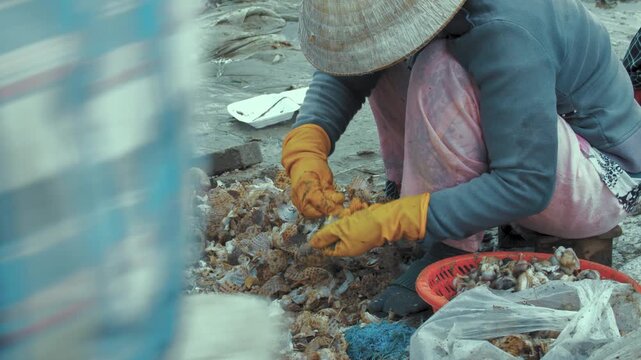 Woman Handling Shellfish and Sorting on Mui Ne Beach, Vietnam