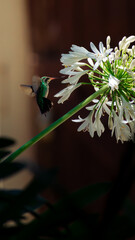 Sobrevolando © Franco