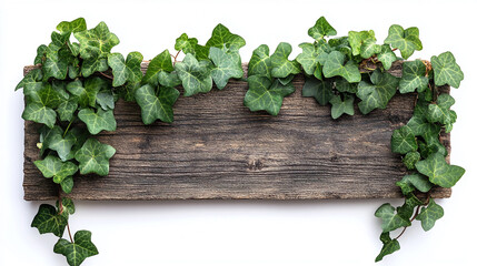 Cascading green ivy vines elegantly draped over a rustic wooden frame on a white background perfect for text or logo overlay in design projects with plants and leaves and nature with decorative
