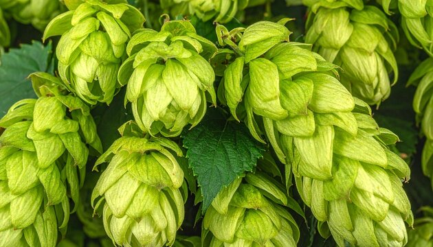 Close-up of Fresh Green Hops - A Detailed View of Brewing Ingredients.