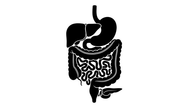 Black and white silhouette illustration of human digestive system showing the esophagus stomach liver small intestine and large intestine on white background