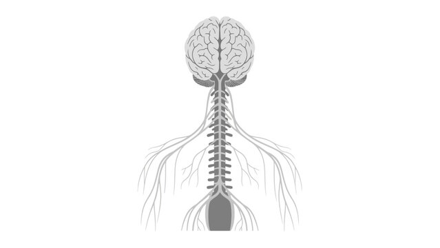 Vector Illustration of the Human Central Nervous System Showing Brain and Spinal Cord with Branching Nerves on a White Background for Medical Science Education.