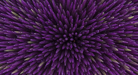 Closeup of Purple Flower with Dew Drops in a Radial Pattern