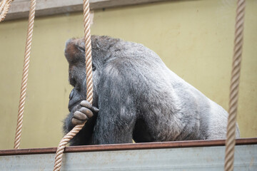 A large silverback gorilla sits contemplatively behind ropes in its zoo enclosure. © hellodedigalih