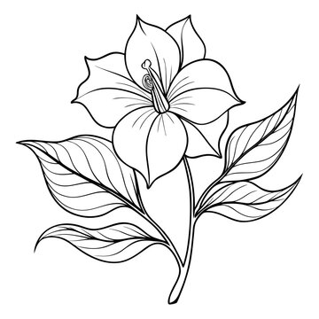  commelina coel coelestis line art vector