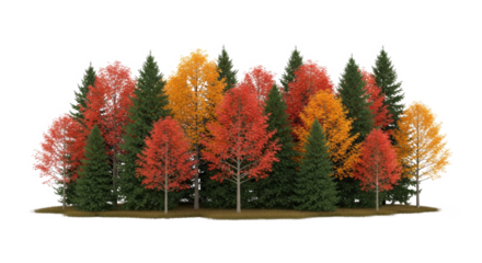 A group of trees with autumn leaves in a forest setting.