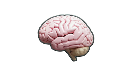 3D Rendering of a Human Brain