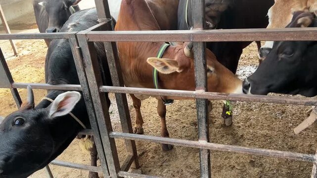 An Indian girl feeding cows at a Gaushala in ISKCON Mandir, India