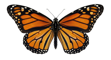 A monarch butterfly with orange and black wings, perched on a png transparent