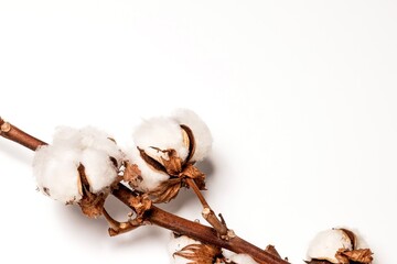 白い綿花の背景