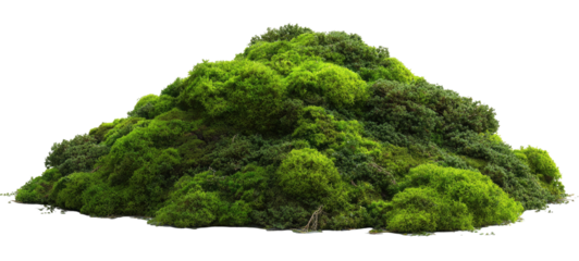 Lush, green hill covered in dense vegetation against a black background