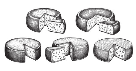 Cheese wheel engraving illustration for food packaging and label design