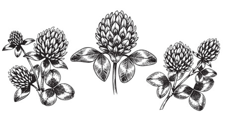 Clover flower botanical vintage engraving isolated on white background