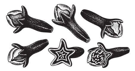 Cloves spice botanical vintage engraving isolated on white background