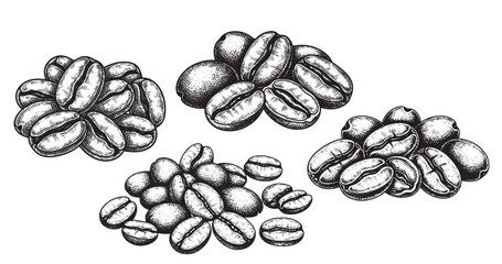 Coffee beans engraving illustration for coffee packaging and branding