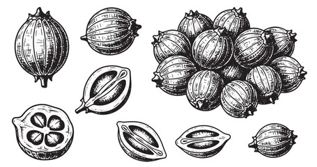 Coriander seeds botanical vintage engraving isolated on white background