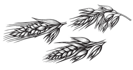 Oats grain botanical vintage engraving isolated on white background