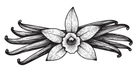 Vanilla pods botanical vintage engraving isolated on white background