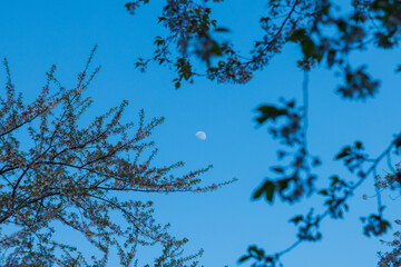 月と桜