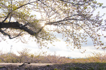 北海道函館2025春-五稜郭公園-04
