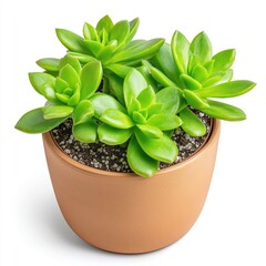 Lush green succulents in terracotta pot indoor plant arrangement home decor minimalist design close-up view nature aesthetic