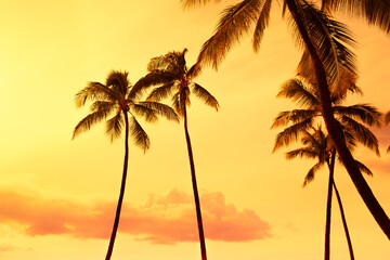Palm trees on a golden sunset sky	