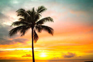 Palm tree silhouette on a background of tropical sunset
