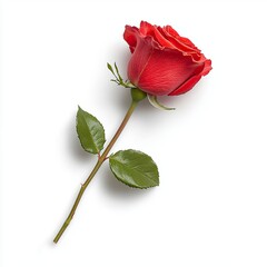 Captivating blooming rose botanical setting floral photography minimalist background close-up view nature's beauty