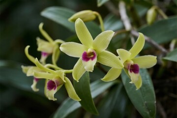 Close-up of yellow orchids with purple centers blooming on a plant with green leaves