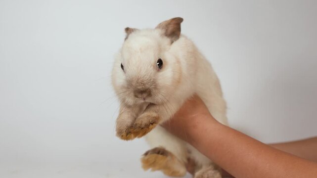 Small White and Brown Bunny Rabbit Held by Human Hand