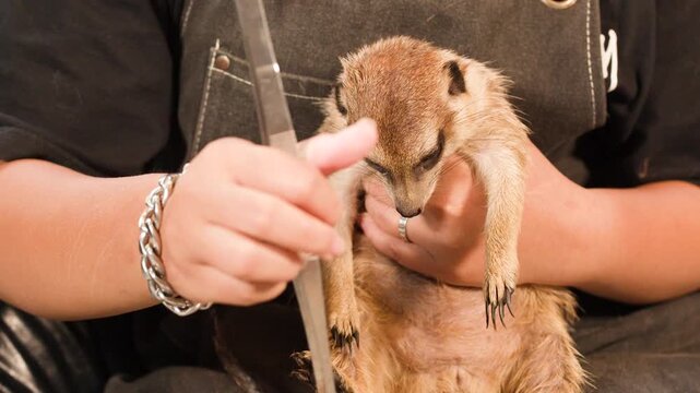 Person Feeding a Pet Meerkat Mealworms with Metal Tweezers