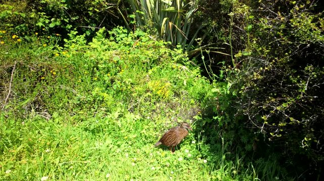 Small bird resting in green grass