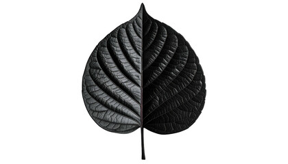 Symmetrical leaf split vertically with monochrome and black halves against a dark backdrop