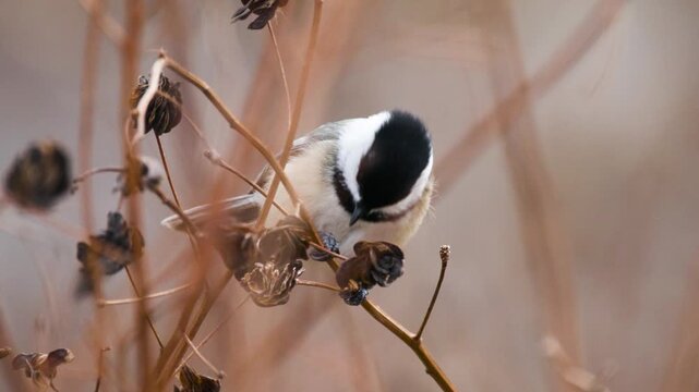 black-capped chickadee (poecile atricapillus) foraging