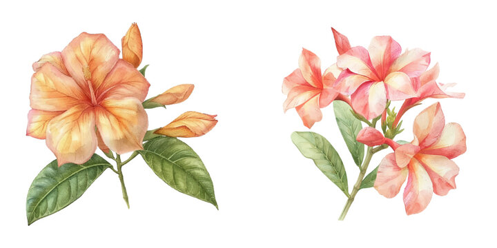 allamanda flower watercolor vector illustration