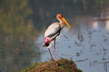 Painted Stork © Rajender