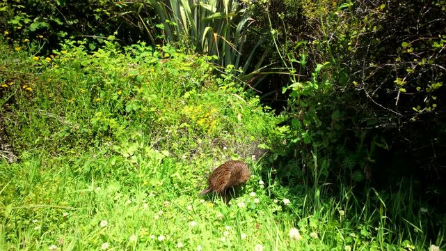 Wild bird grooming in lush meadow