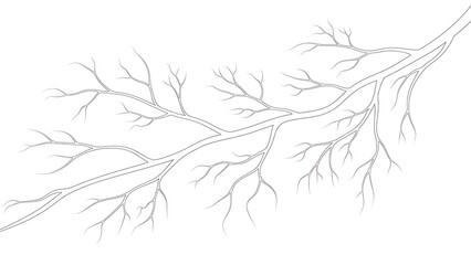 Fototapeta premium Branch vector illustration on white background copy space