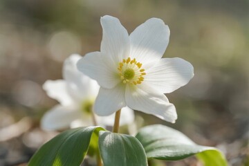 Close-up of white woodland flower with yellow center and green leaves in natural setting