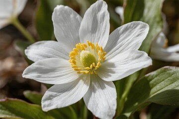 Close-up of a white flower with yellow center and green leaves in natural setting