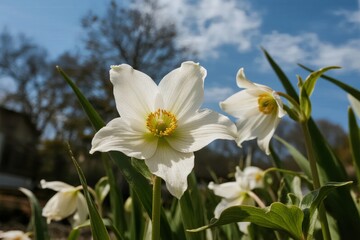 White daffodils blooming in a garden under a clear blue sky