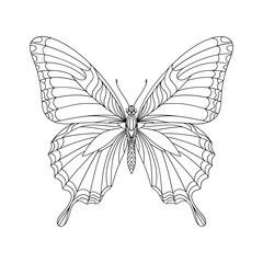 Detailed Butterfly Line Art Illustration for Coloring Page and Decoration