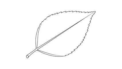 Outline of a single leaf on a white background