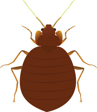 Detailed illustration of bed bugs on a mattress, highlighting pest infestation and health risks in indoor living environments.