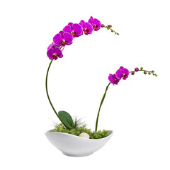 Naklejka premium Elegant Purple Orchid Plant in a White Pot with Moss and Stone - Studio Shot