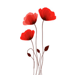 Three Red Poppies Flowers Isolated on White Background, Delicate Petals, Artistic Illustration