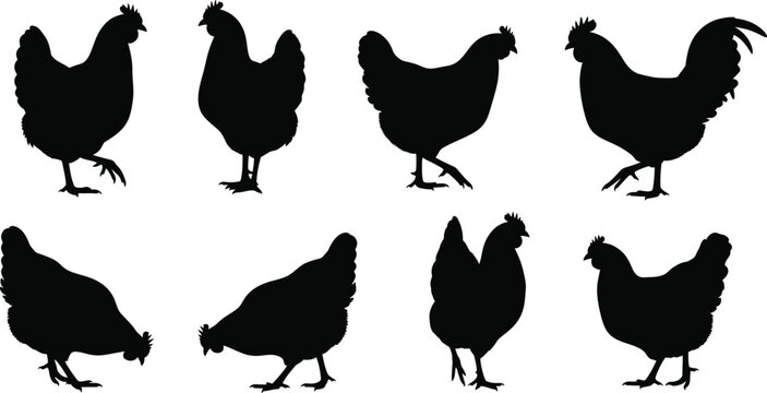 Black rooster and hen silhouettes collection on transparent background