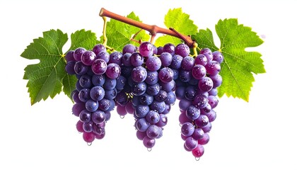 Three bunches of ripe, purple grapes with green leaves and water droplets