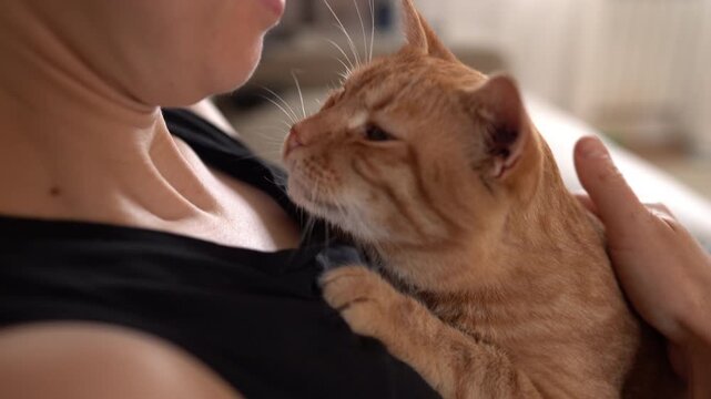 Intimate moment capturing feline tenderness and human closeness in home
