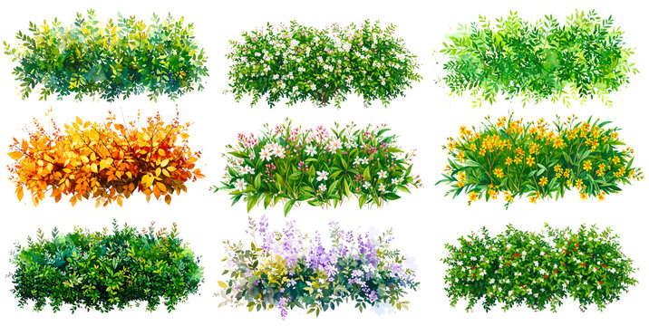 Watercolor style shrub entourage